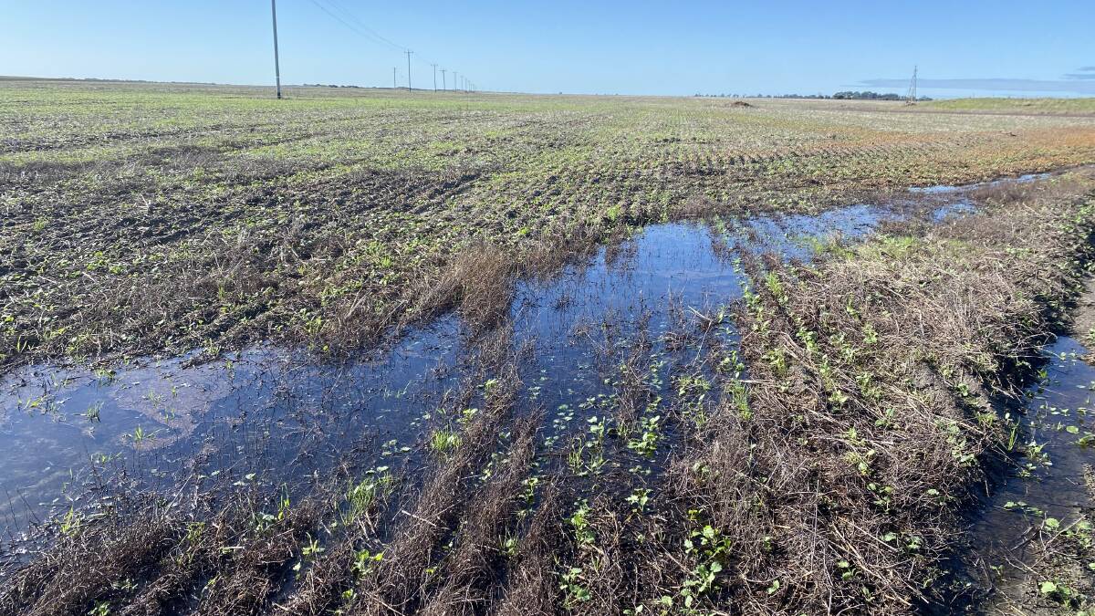 South Coast NRM's Neridup trial site in its first winter, showing the waterlogging that occurs in the trial paddock affecting crop yield potential.