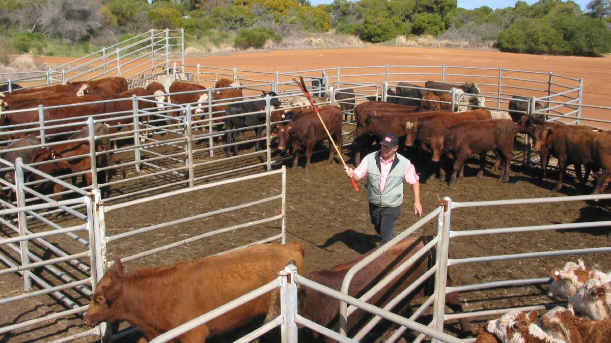 Mr Hancey drafting cattle at the old Narngulu saleyards in 2004 when he was based in Geraldton.