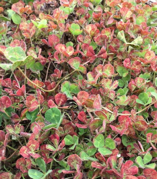  Red leaves and stunted plants are key symptoms of red leaf syndrome in subterranean clover.
