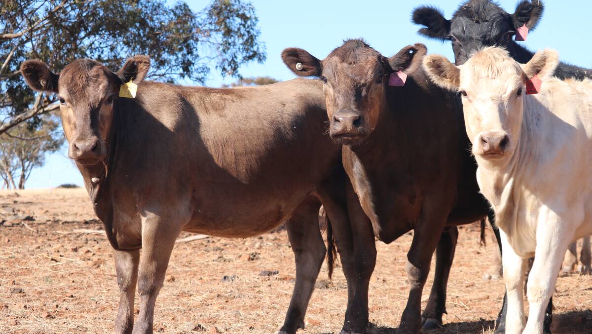 The James family has found the Shorthorn-Murray Grey cross works well within their Hyden farming enterprise.