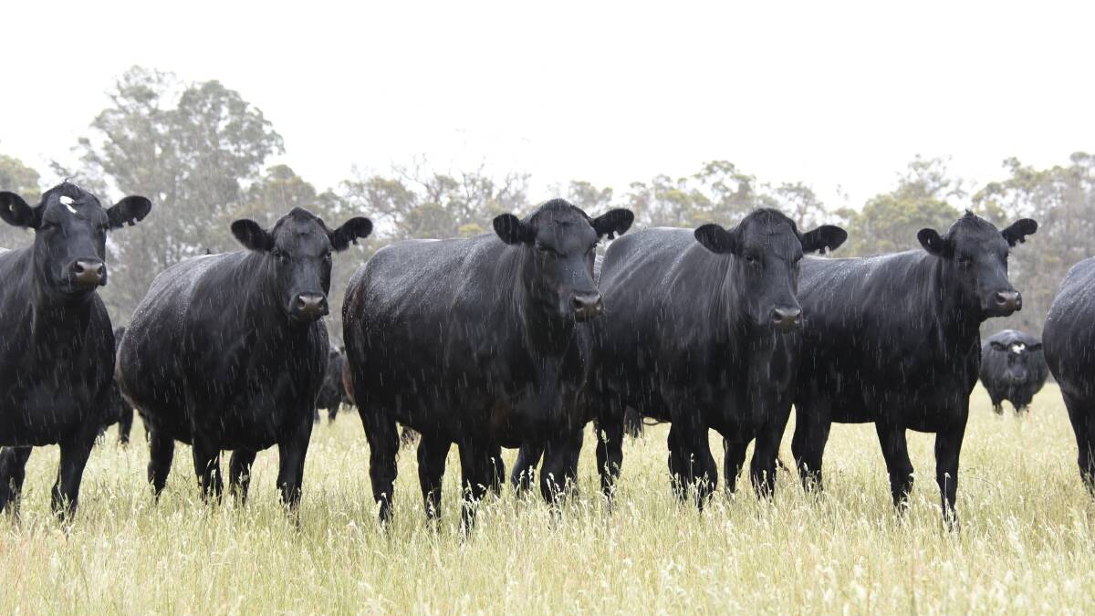 The Houden family, The Southden Trust (Houden Pty Ltd), Redmond, will offer 54 PTIC Angus-Friesian heifers. The 20-24mo first-cross heifers on offer from the Houden family are all owner-bred and bucket-reared in the family's dairy operation.