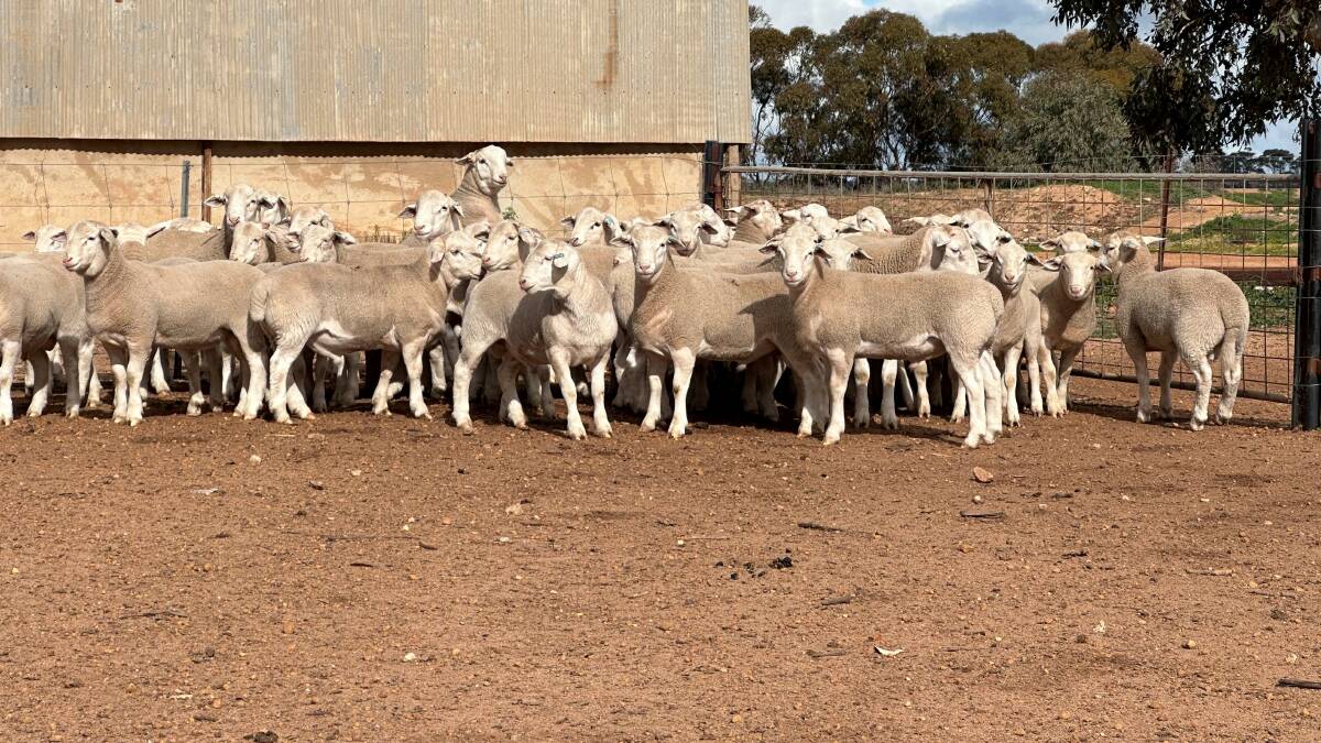 Kulin producers Brian and Elle Bowey purchased their first UltraWhite rams in 2012 and they havent regretted the decision. They sell the majority of their UltraWhite wether lambs to WAMMCO.