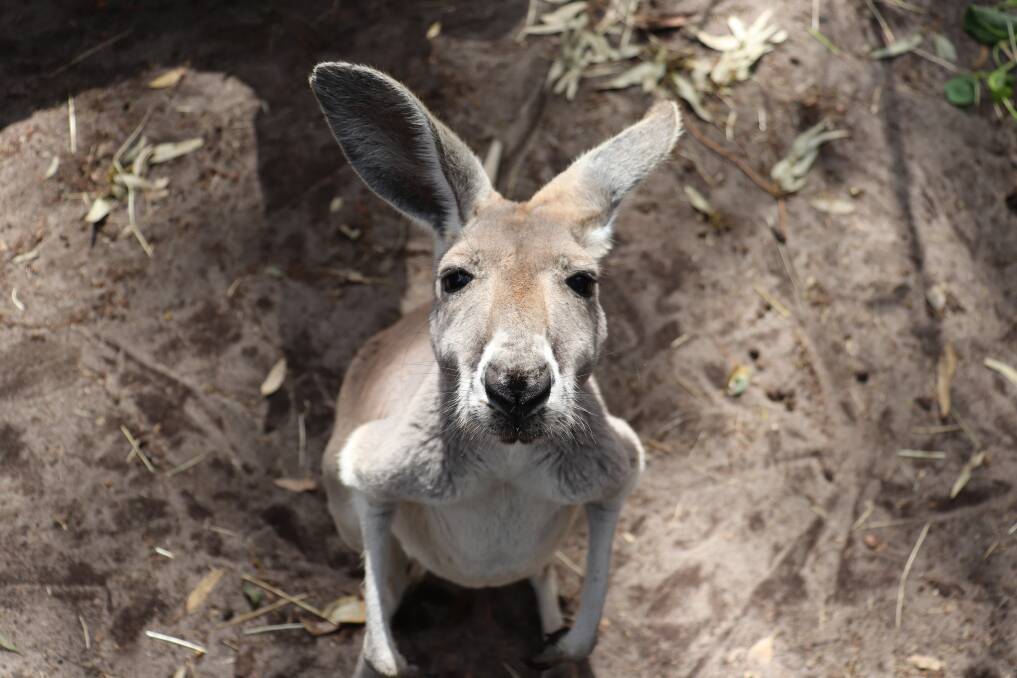 Red's Zoo has three permanent petting areas where you can pet and feed red deer, alpacas, ostriches, emus, sheep, goats and western grey kangaroos.