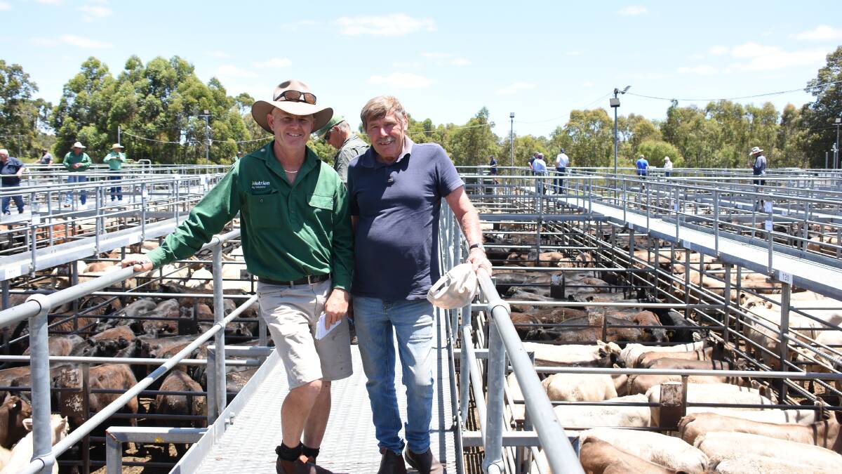 Nutrien Livestock, Margaret River agent Jock Embry (left) inspected the line-up of weaners in last week's Boyanup WALSA weaner sale with Jim Bailey, Rosa Brook. During the sale Mr Embry was one of the main buyers, buying a number of pens of steers.