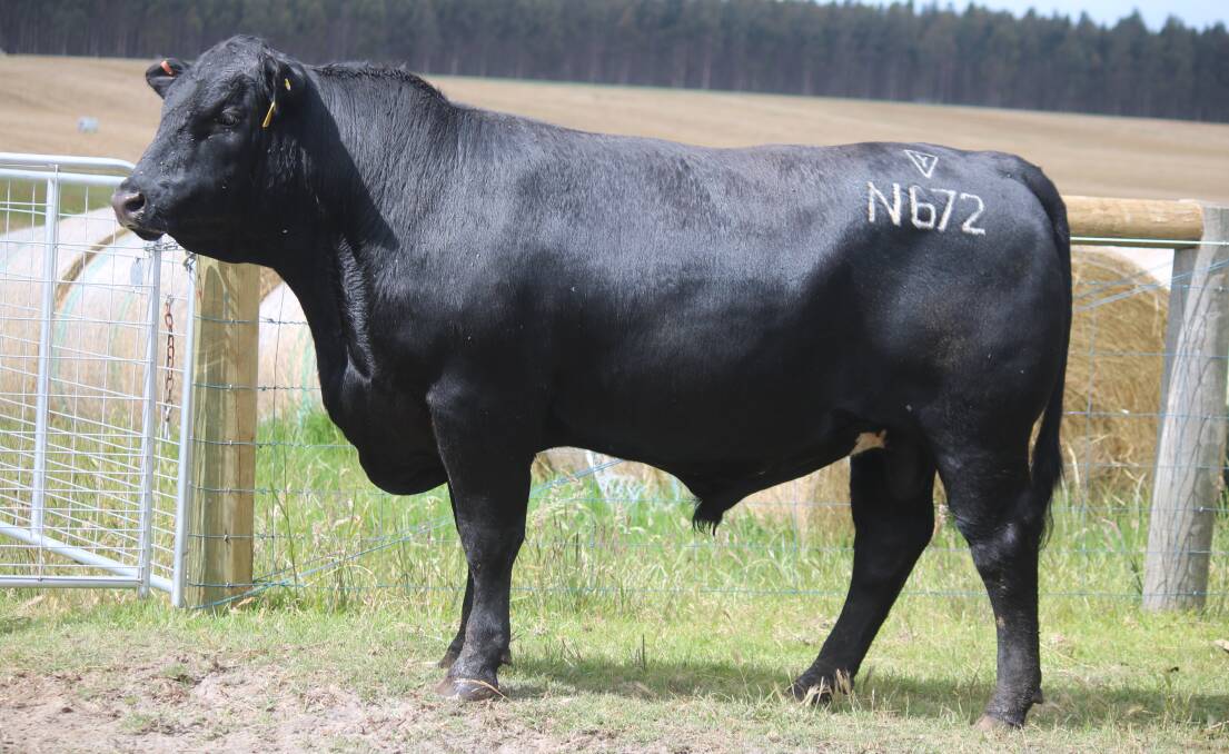 Lawsons Prophet N672 was the $13,500 top-priced bull at the second annual Lawsons Angus bull sale at Cataby.