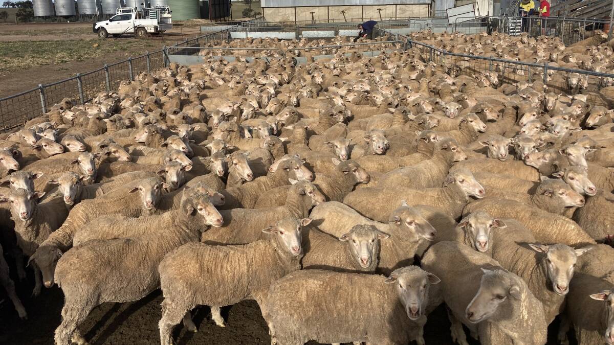 Long-time supporters of the Corrigin sale, Greg and Ben Doyle, Wylivire Farms, will again be among the vendors with an offering of 780 August shorn, 1.5yo ewes.