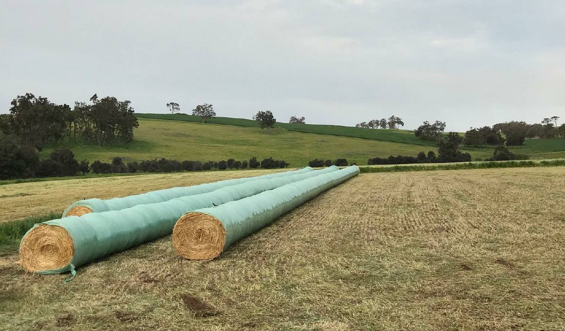 Bowie Beef produces anywhere between 2500-3000 rolls of silage a year, which is fed out to over 1000 breeders.