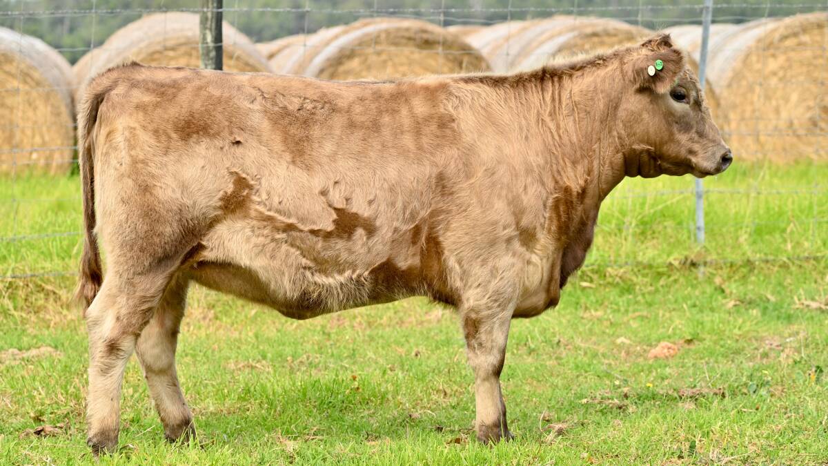  Aimee Bendotti, Benview Murray Grey stud, Manjimup, sold two heifers at the sale including Benview Katie R8 pictured (by Mighty Herbert H1) for $2500.