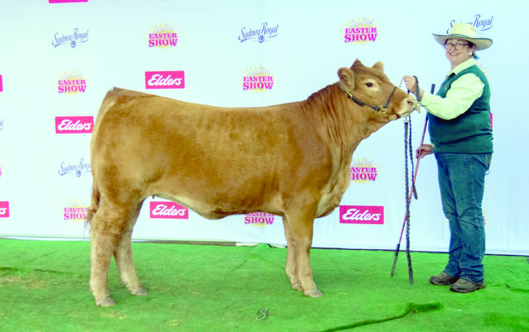The Morris family, Morrisvale Limousin stud, Narrikup, sold double polled yearling heifer Morrisvale Shadow Of The Night (by Morrisvale Lumberjack L4) for $6000 at the national sale.