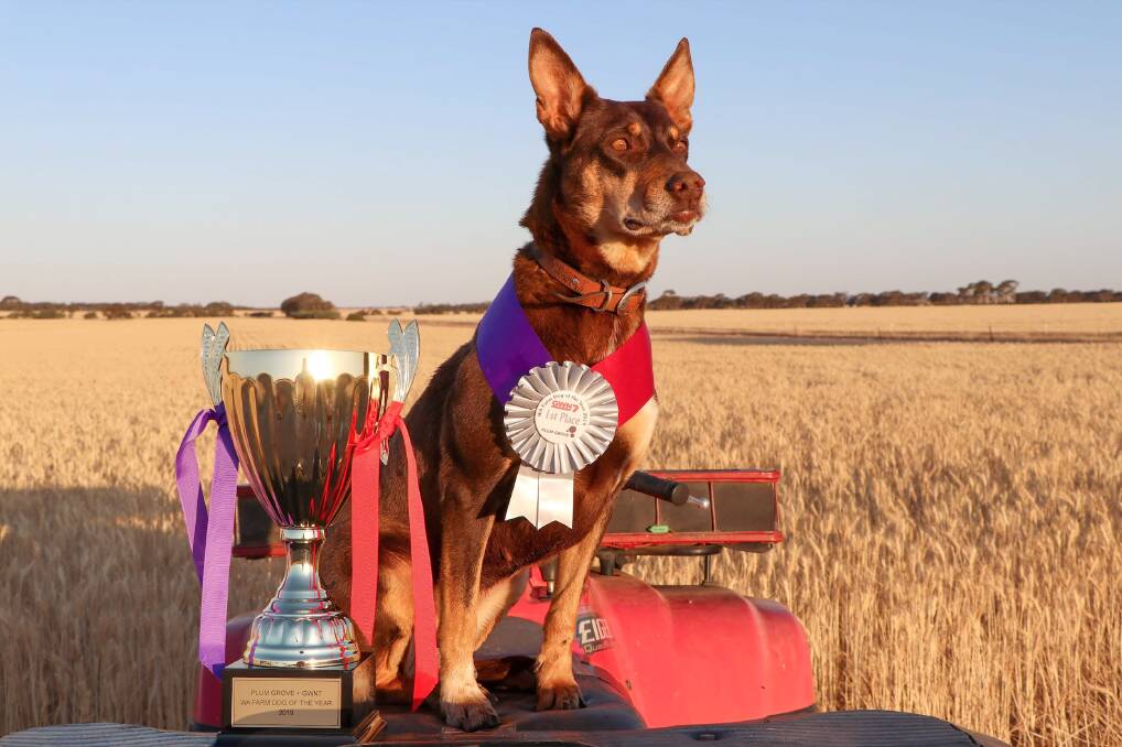 The winner of Plum Grove's WA Farm Dog of the Year was Jess, a five-year old kelpie from Bodallin.