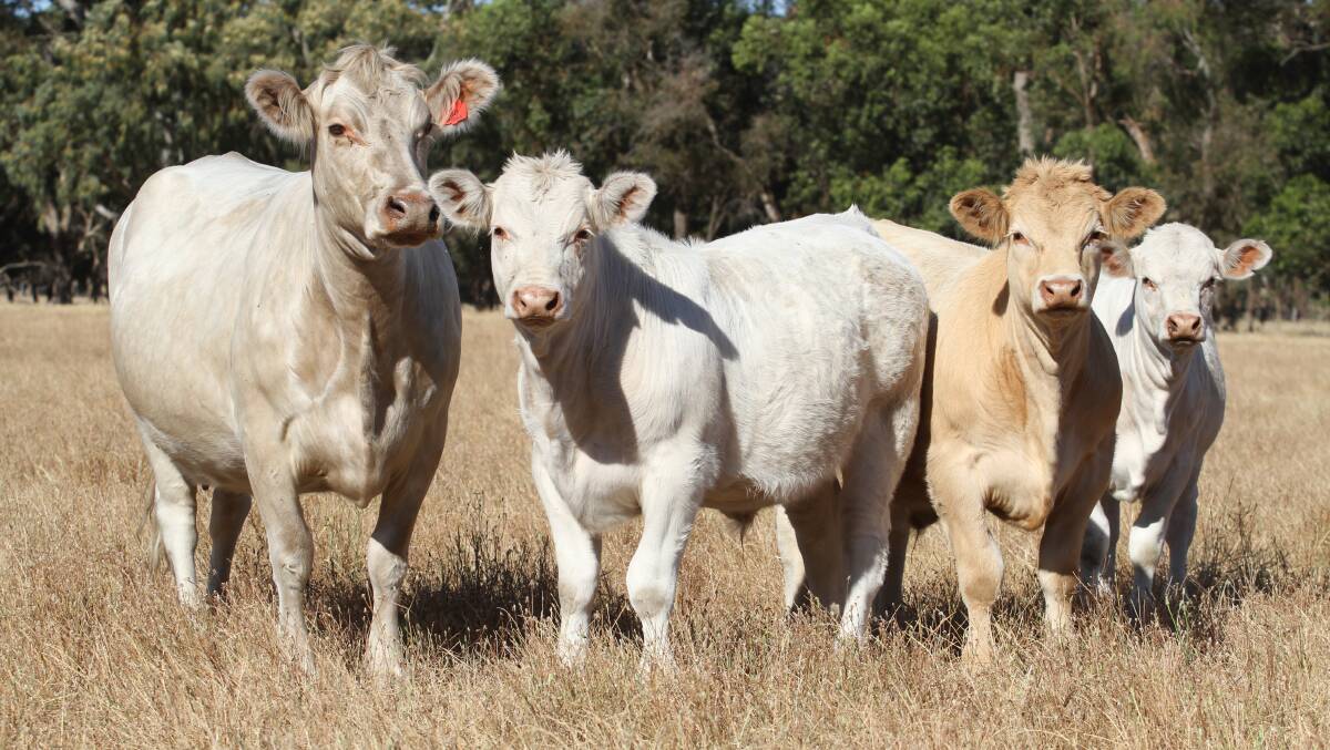  Graham and Kathy Elliott, GJ Elliott, North Dandalup, will offer 75 mixed sex Charolais cross calves at the sale.