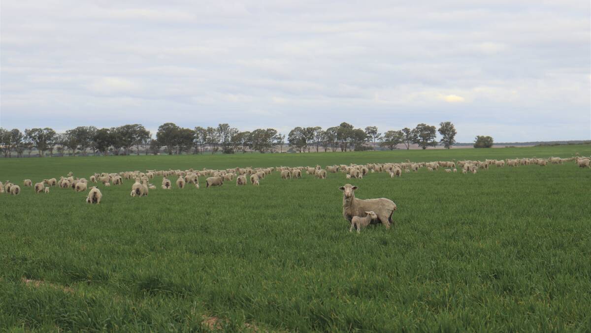 The Heals are running 2500 Merino breeding ewes on 1500 hectares.