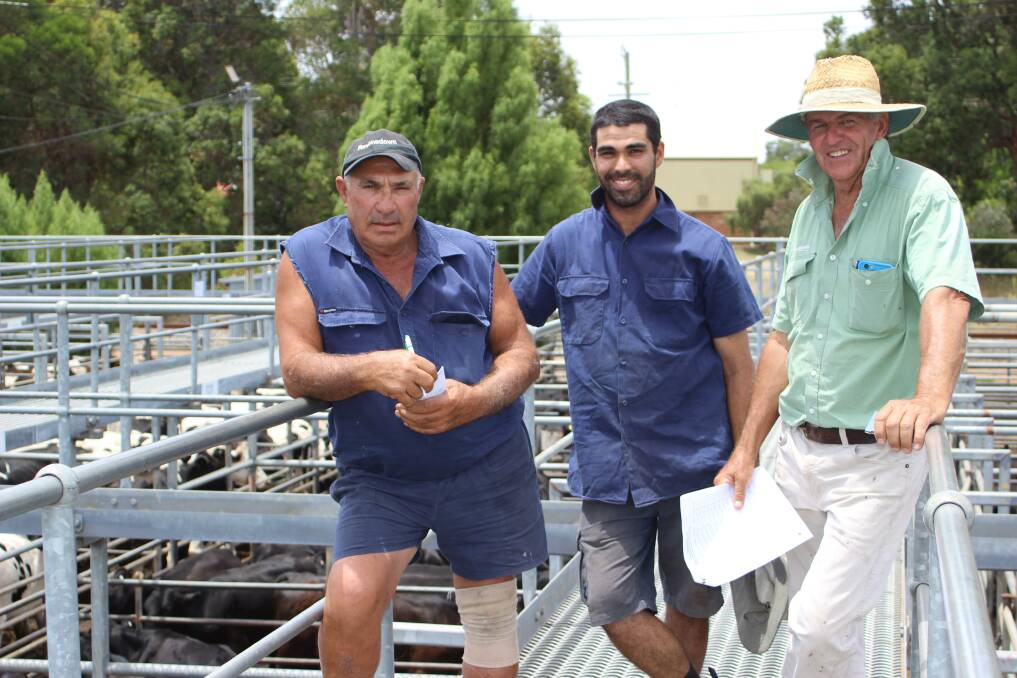 Tony (left) and Paul Ferraro, A & C Ferraro, Yarloop, inspecting the large quantity of dairy steers that were on offer at last week's Landmark Boyanup store cattle sale. With them was Landmark Brunswick/Harvey agent Errol Gardiner who was a strong supporter of young Friesian types, paying a top of $600 for 12 black and whites from L Flemming, Myalup.