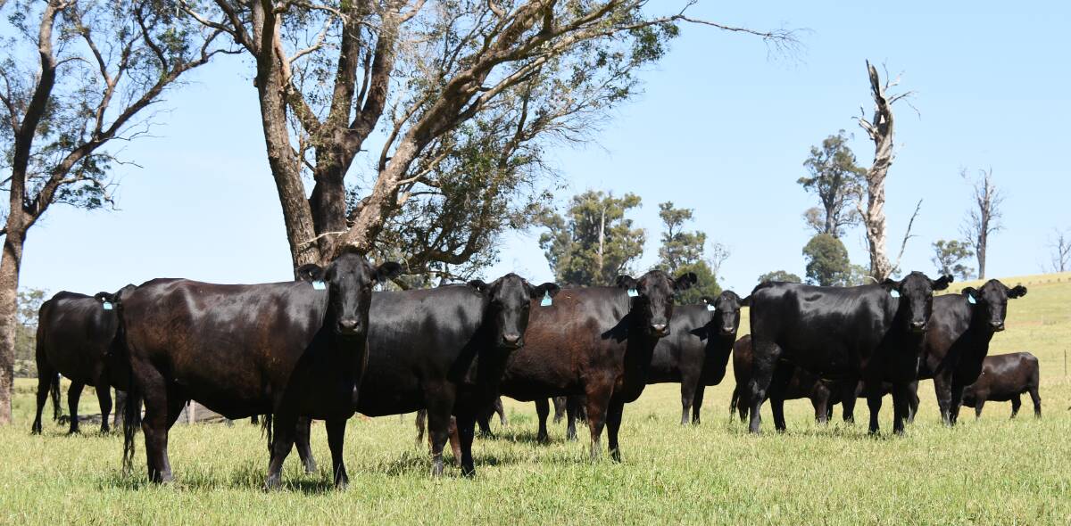 The Ryan family, Goodonga Farms, Manjimup, will present 30 Angus-Friesian heifers in the sale, which are PTIC to black Limousin bulls.