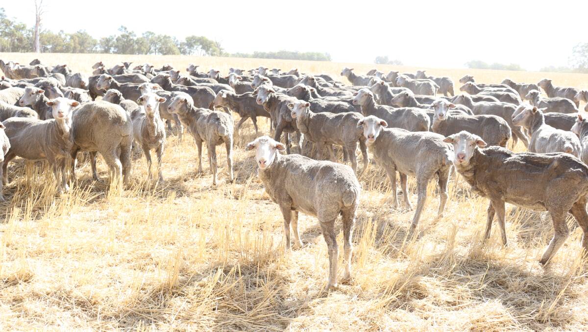 The Stretch family, Kojonup, opted to stop mulesing in 2007.