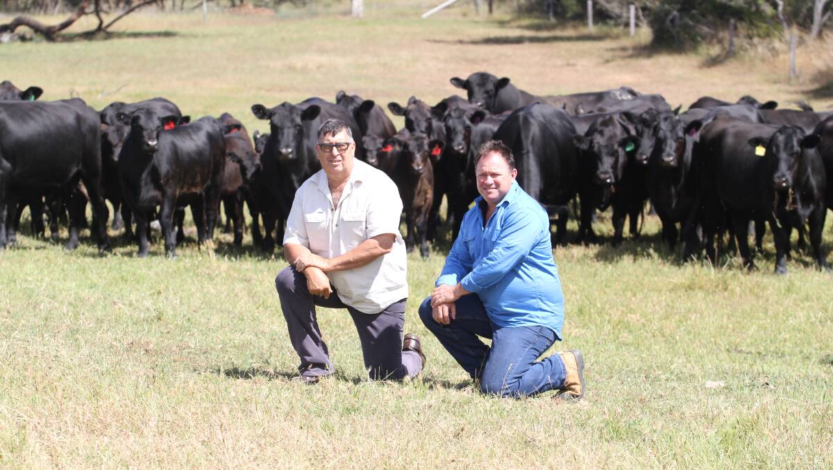 Wes Graham (left), WJ & FJ Graham and Monjingup Angus, west Esperance and National Angus Society board member and WA Angus Committee member Andrew Kuss, Allegria Park Angus stud, Esperance, with some of the Graham familys mature Angus cows and May-June 2022-drop Angus calves.