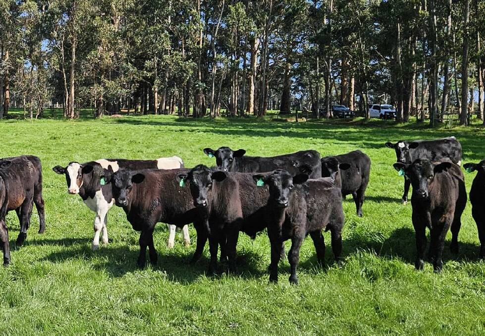 Witchcliffe producers LJ & RA Brennen will present an excellent draft of owner-bred Friesian and Angus-Friesian cross steers in the Friday, October 20 sale.