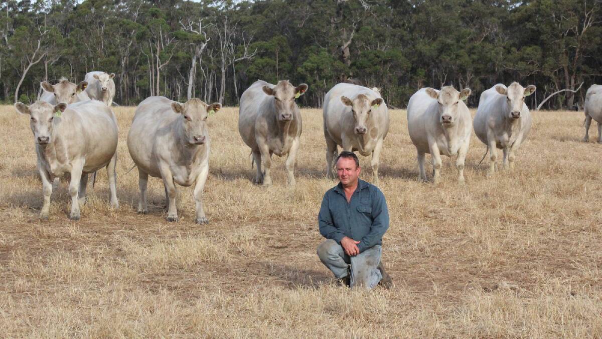 Stuart Irwin, Elgon Pastures, Perrilup, will disperse his Murray Grey breeding herd in the sale. The offering will consist of 57 mixed age Murray Grey females which are due to calve from February 17 through to April 28 to Tullibardine Angus and Murray Grey bulls.