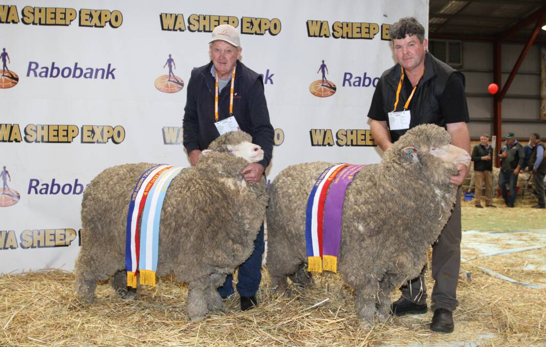The Rangeview stud, Darkan, exhibited both the grand and reserve grand champion August shorn Poll Merino ewes. With the champion August shorn fine wool Poll Merino ewe (reserve grand champion, (left) and champion August shorn superfine wool Poll Merino ewe were Rangeview stud principals John (left) and Jeremy King.