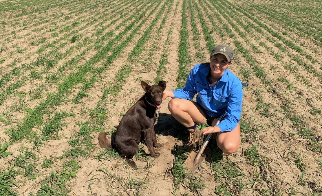 Narembeen grower Jessie Davis and dog Kako with oats sown on February 29.