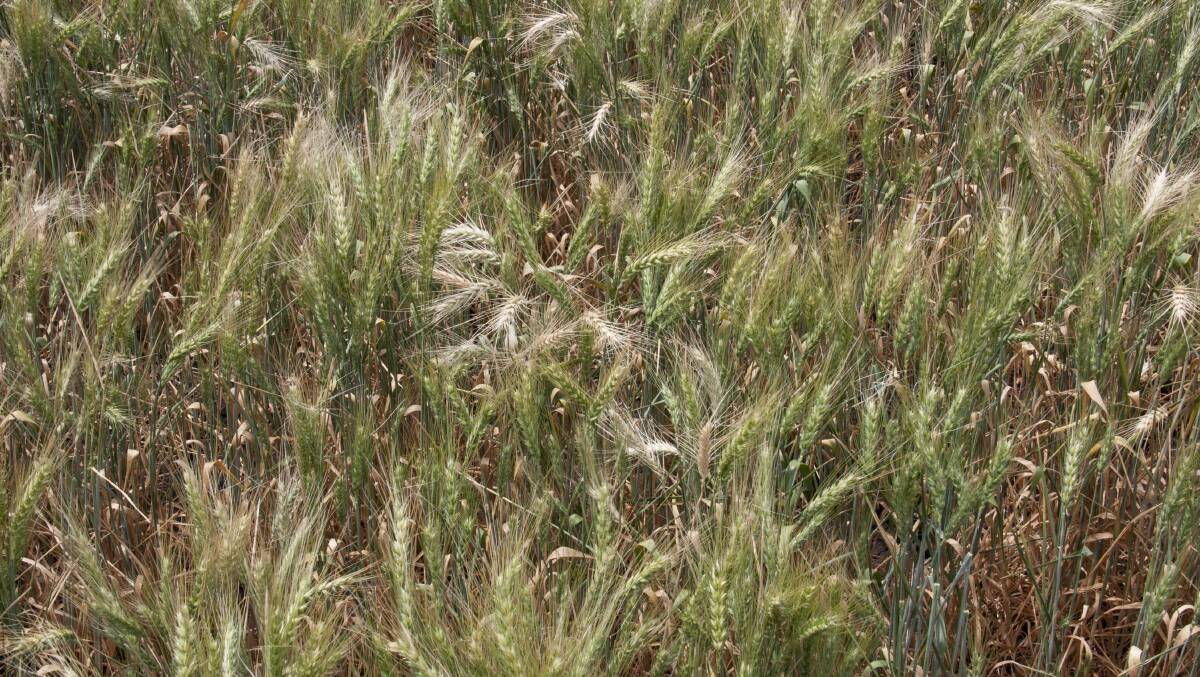 Crown rot causing white heads in wheat. Photo by Mike Ford/GRDC.