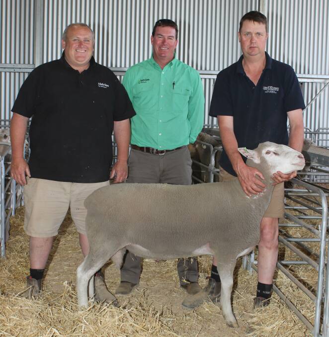 Paying $2200 top price for a White Suffolk ram at the Lukin Springs ram sale was Tammin producer Des Tilbrook, CA & DA Tilbrook. Pictured with the ram are Nurtien Livestock Boyup Brook agent Geoff Daw (left), Nutrien Livestock Katanning agent and auctioneer Mark Warren and Lukin Springs stud co-principal Paul Goerling.