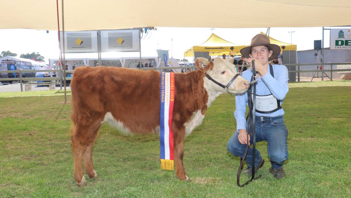 Tyson Edwards holds the specialty breed junior champion female Paragon Lady Tamara exhibited by the Paragon Miniature Hereford stud, Waroona.