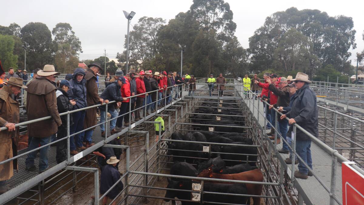 This months Elders Boyanup store cattle sale is scheduled for Wednesday, July 20. In the sale the Elders South West team is expecting to yard 1200 store cattle.