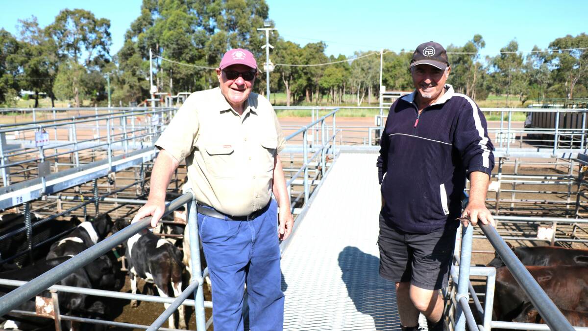 Interested spectators and experienced retired beef industry experts Vince Sgambelluri (left) and Cosi Baggetta, Harvey, attended the Elders sale.