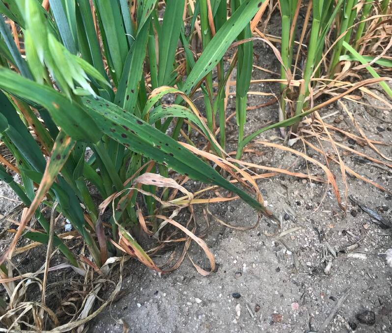  Septoria leaf blotch commonly causes yield losses of about 10 per cent in high rainfall areas.