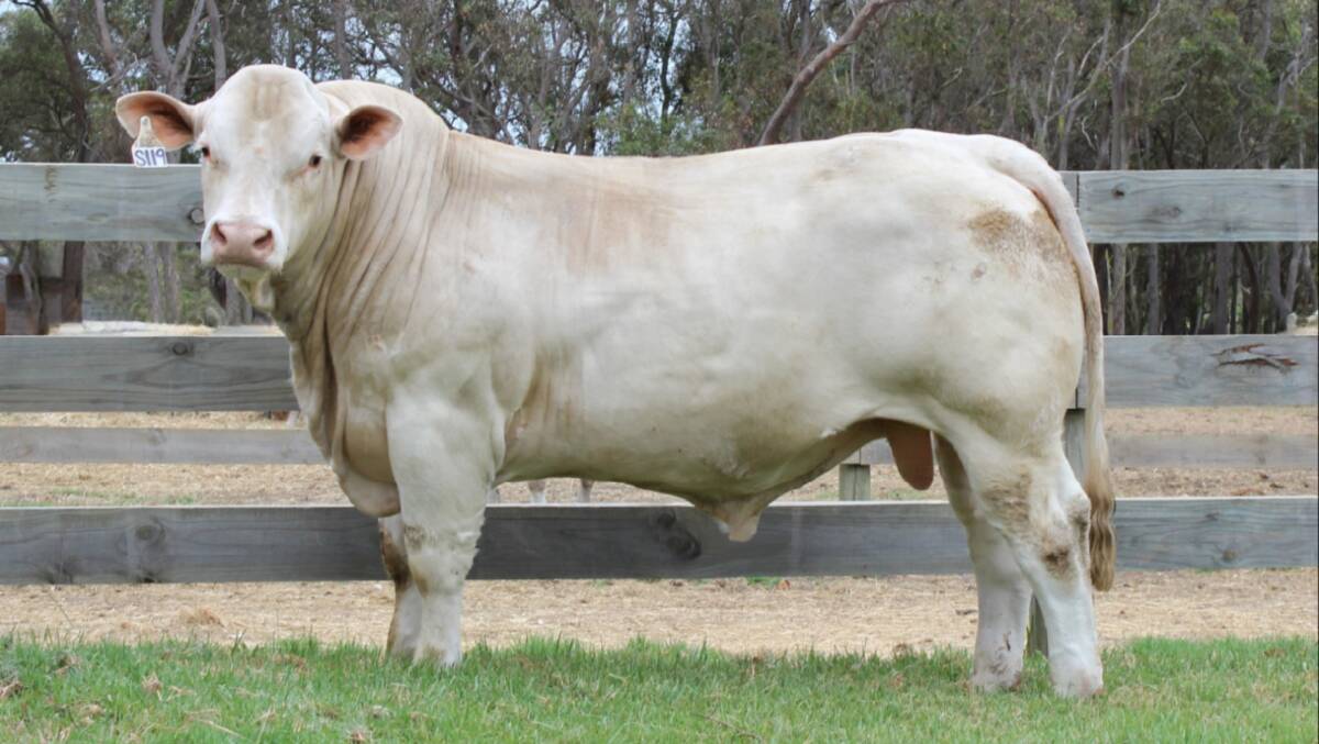Silverstone Son Of A Gun, in lot five achieved top-price honours of $30,000 at the Silverstone Charolais on-property bull sale at Narrikup, when it was purchased by Nutrien, Livestock Great Southern manager Bob Pumphrey, who was buying on behalf of interstate buyers Alan and Natalie Goodland, Clare Charolais, Theodore, Queensland.