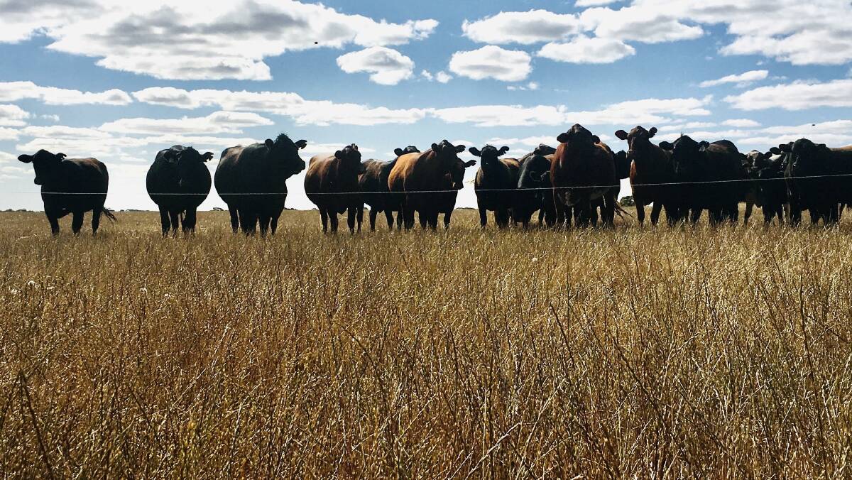 Tom Golding is running about 30 cows at Hollands Track Farm in a partnership with the Kellys. The cattle are held in temporary fencing with a hot wire and are regularly moved around the paddocks to avoid over-grazing.