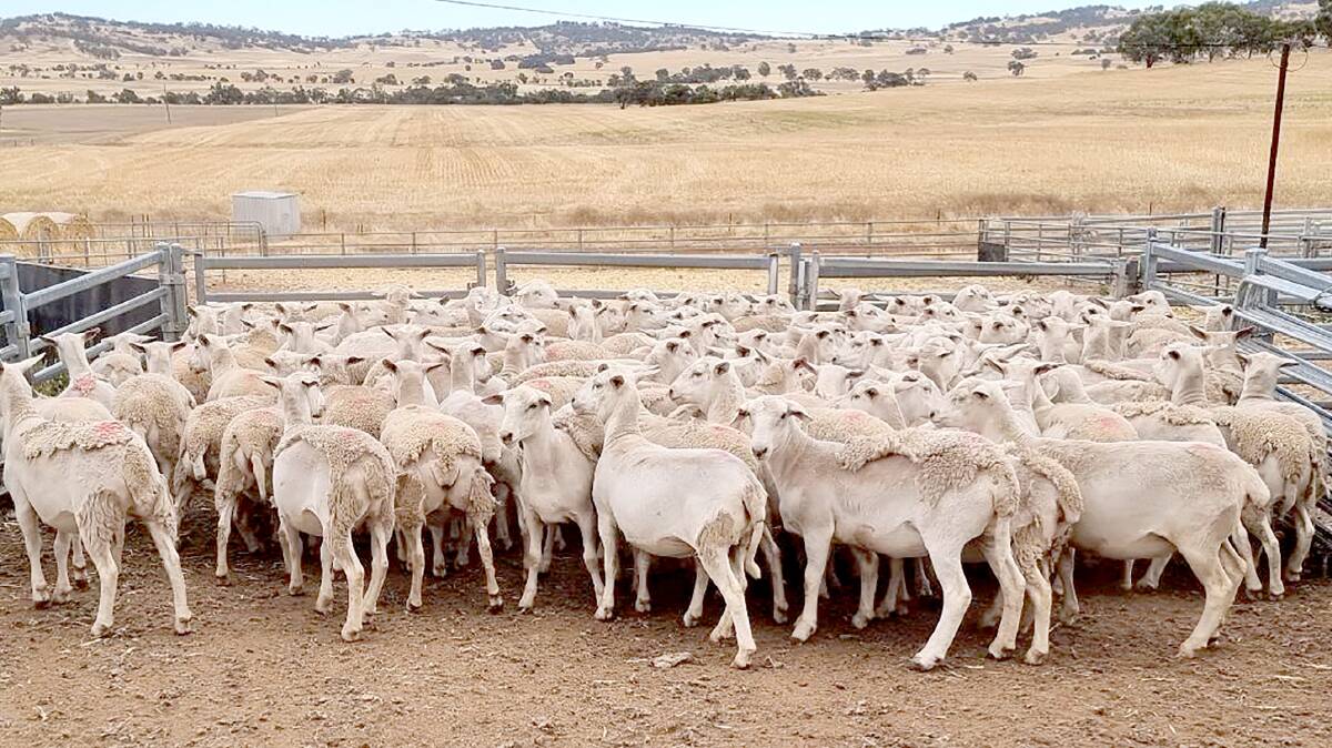 The highest price paid for ewe lambs in the sale was $414 for this line of April/May-drop UltraWhite ewe lambs sold by JP & JL Broun, Chocolate Hills, Beverley.
