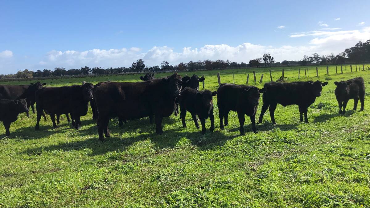 Yarloop operation A Fiorenza will offer 18 Angus cows with calves in the sale, which are all second to fourth calvers. Ten of the line are PTIC to calve from January to March.