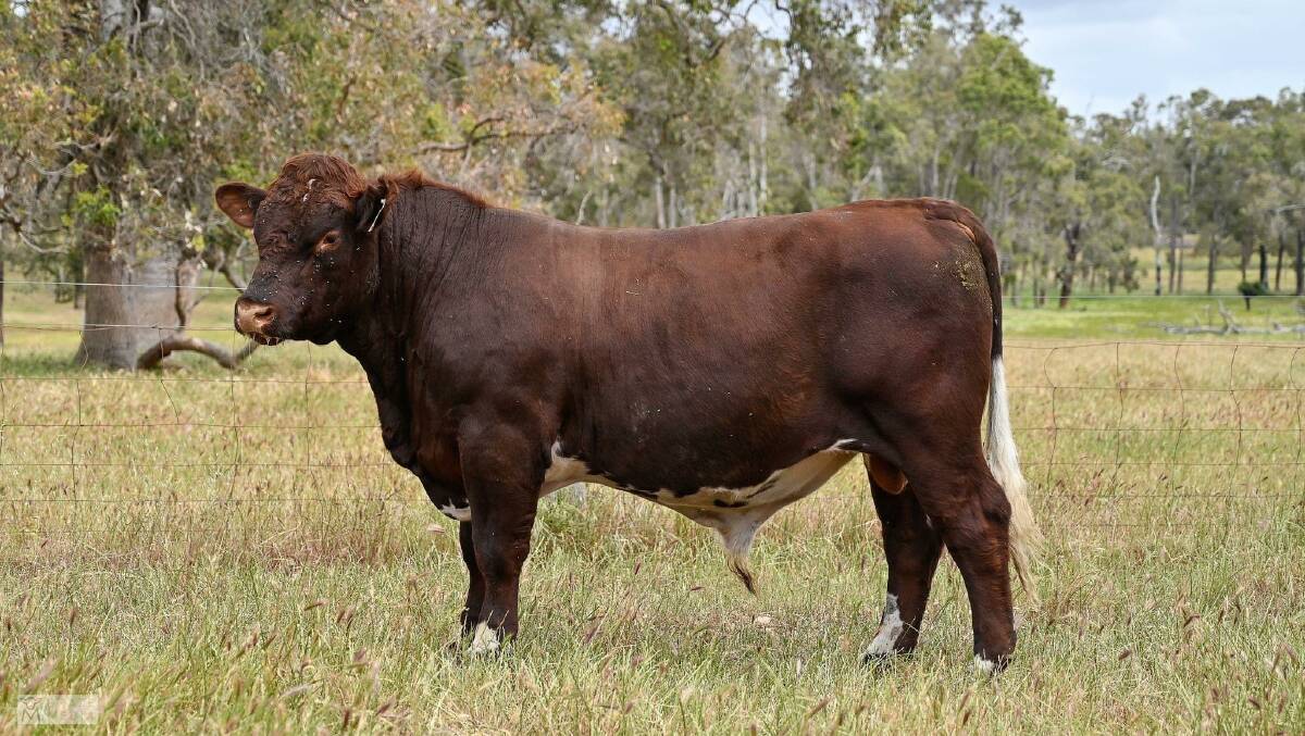 The Bleechmore family, Tara Shorthorns stud, Boyup Brook, hosted an inaugural bull sale on AuctionsPlus last week and this bull Tara Stormy S33 sold for the $7000 top price to a commercial Boyup Brook producer.