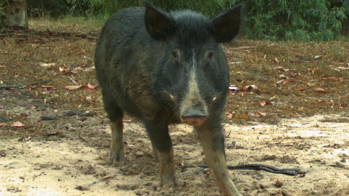 Bacon bait helps tackle feral pig issue