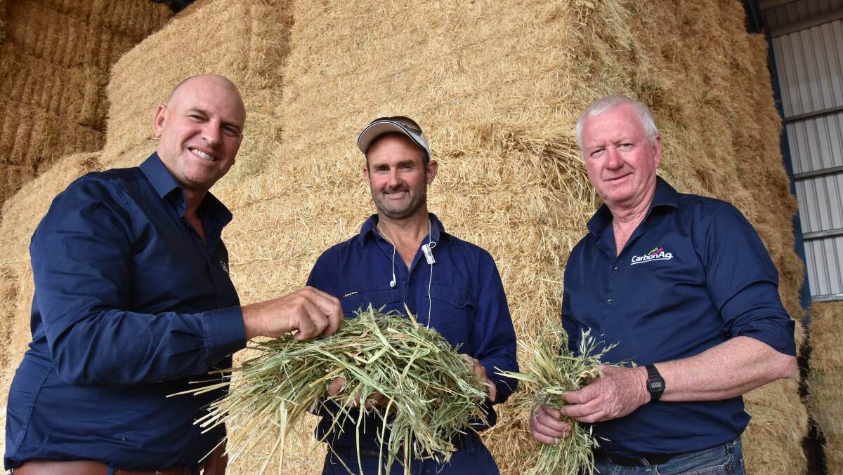 Brad Wisewould (left) and Jack Arundel (right), Carbon Ag, with Dave Mackie, New Norcia, sampling some of the family's export hay. Hay core samples showed good colour (greenness) with some of the hay produced from the carbon pellet treatments in the trial on the Mackie's property this season, which can help attract an extra $20 per tonne premium in addition to yield benefits.
