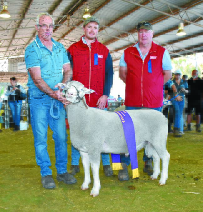  The supreme champion interbreed British and Australasian breeds sheep of the Make Smoking History Williams Gateway Expo went to Lakeside Park's Poll Dorset ram held by Stephen Eales, Popanyinning, who managed and prepared the ram for owner Wally Mills, Aldersyde. With Mr Eales and the ram which was also sashed the champion interbreed British and Australasian breeds ram were judges Rivers Hyde, Kohat White Suffolk stud, Ongerup, and Laurie Fairclough, Stockdale White Suffolk and Poll Dorset studs, York. The ram was also sashed the grand champion Poll Dorset exhibit and champion Poll Dorset ram.