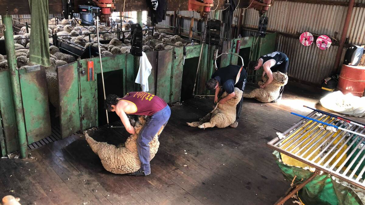 The Murphy shearing team, hard at work. The team members pride themselves on a set of values they have followed from the beginning, providing their clients with their quality, efficient and reliable services.