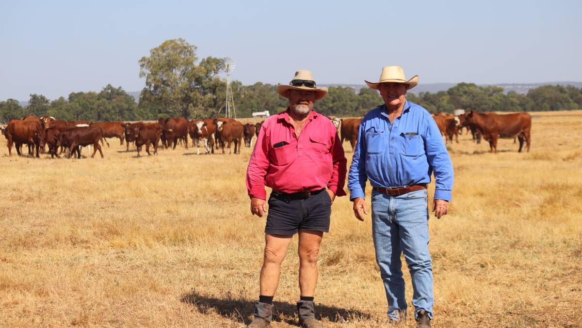 Fifth generation farmers Geoff (left) and Leigh McLarty run a herd of 1800 cattle including 600 breeders.