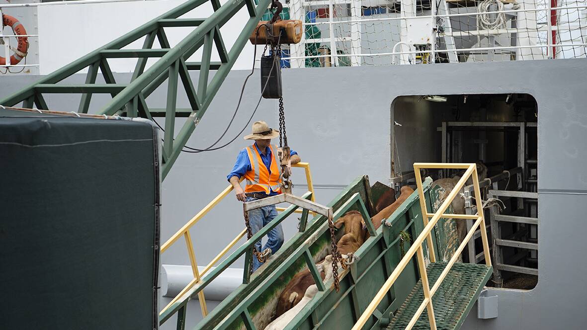 Live exports keep moving through COVID-19