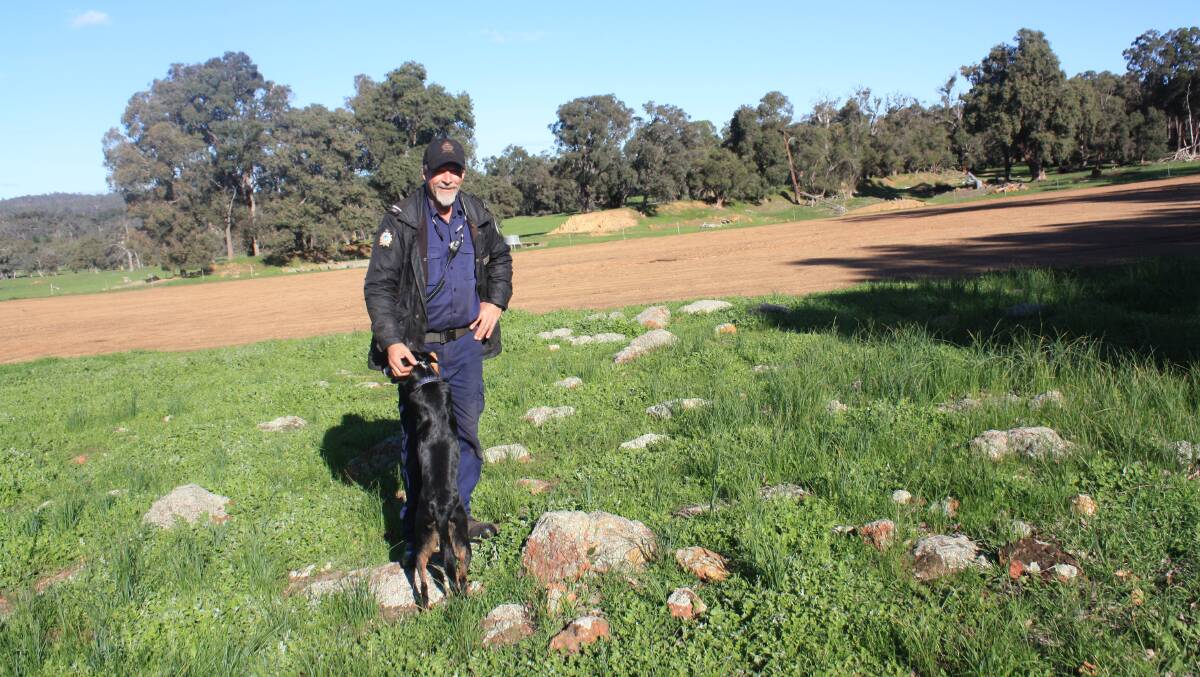 Wooroloo Prison Farm manager Dave Traylen with sheep dog Flick shows the stark contrast between rocky uncroppable land and the smooth, crushed conglomerate coffee rock soil already germinating a Mammoth oats hay crop. "We'll get a conservative $36,000 from the hay off the land we've brought into production," he said.
