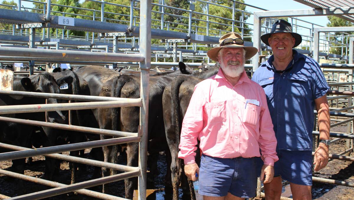 Elders Capel representative Robert Gibbings (left) and vendor Keith Jilley, KL & AJ Jilley, Boyanup, with a pen of the Jilley family's quality Angus-Friesian females. The Jilley offered and sold 88 head to a top of $2300 in the sale, with the Dunnet and Tomas families securing majority of the offering.