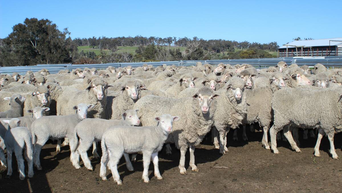 Black tag Merino ewes and their Poll Dorset cross lambs yarded for marking.