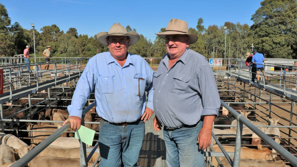 WA Charolais Society weaner competition judge Bill McNair (left), Boyup Brook, with Andrew Cunningham, Bunbury, during judging.