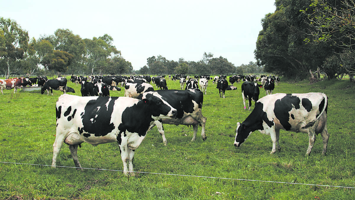 Dairy farmers look to positive new year