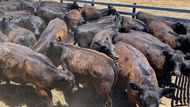 Bridgetown-based operation Dwalganup Grazing Co will be one of the largest vendors in the sale with an offering of 125 Angus steers based on Coonamble bloodlines.