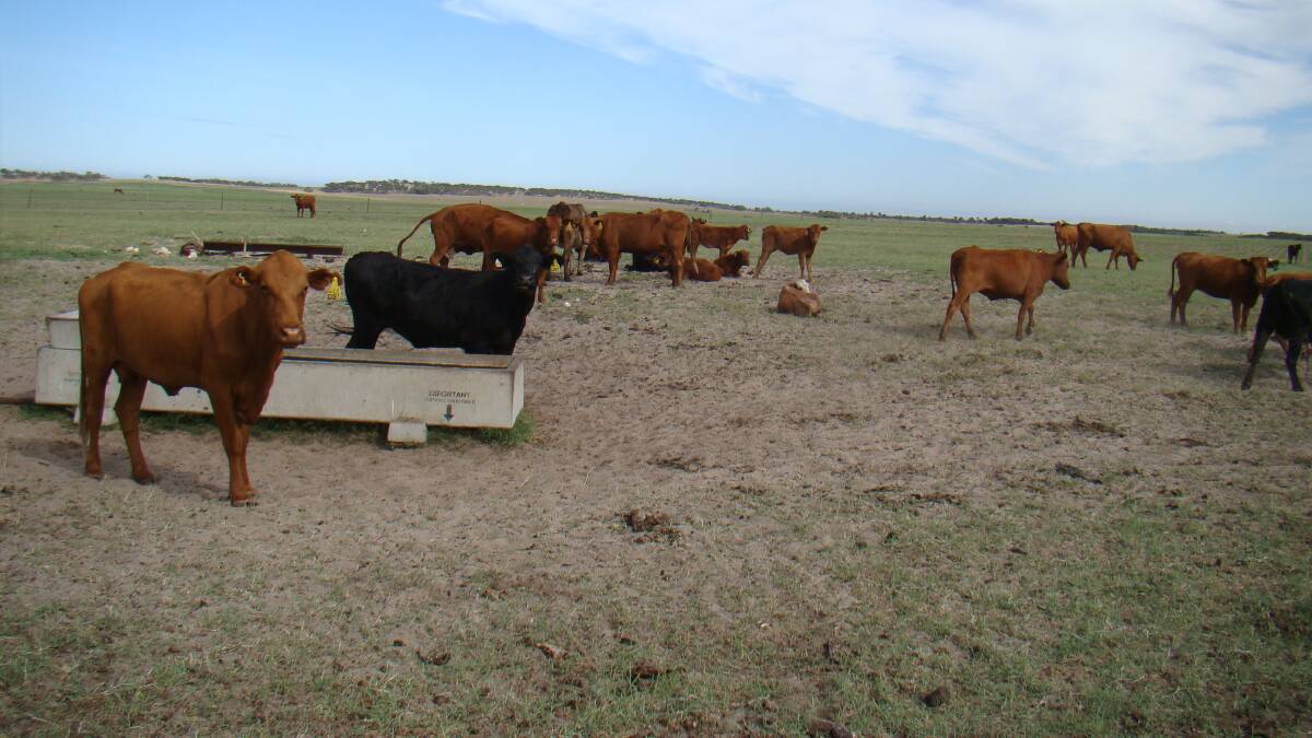 Quality cattle operation in the Mid West