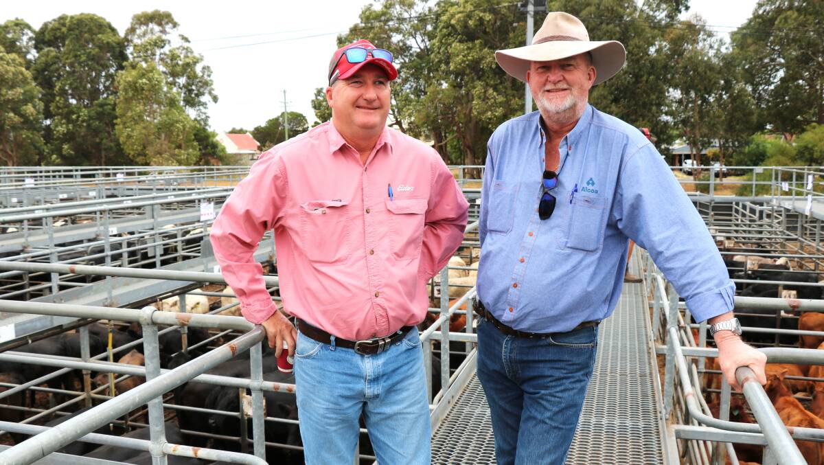 Elders, Waroona representative Wade Krawczyk (left), checked out the cattle before the sale started with Alcoa Farmlands farm manager Vaughn Byrd, Waroona.