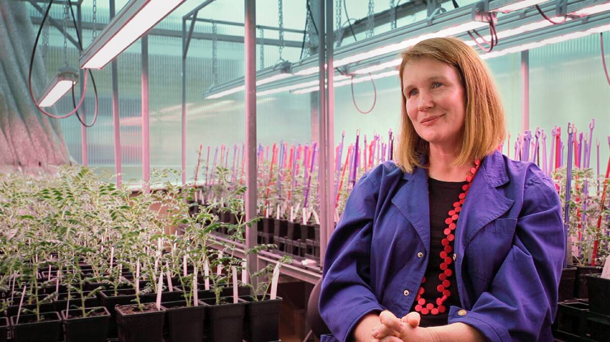 UWA senior research fellow Janine Croser in front of chickpea plants being grown under a combination of daylight and LED lighting.